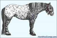 Horse Color:Black Appaloosa  and Black Splash Appaloosa 