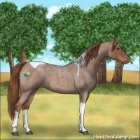 Horse Color:Red Roan Tobiano 