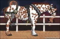 Horse Color:Chestnut Appaloosa