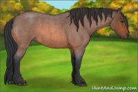 Horse Color:Bay Roan 