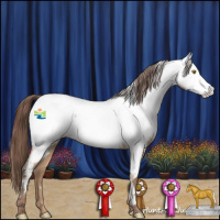 Horse Color:Amber Champagne Appaloosa 