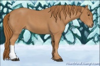 Horse Color:Red Roan 