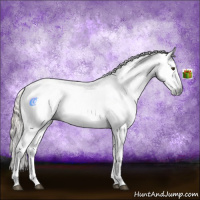 Horse Color:Gray Chestnut Appaloosa  and Gray Chestnut Appaloosa 
