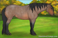 Horse Color:Bay Roan 