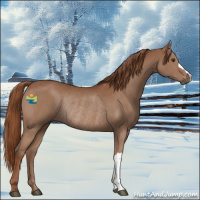 Horse Color:Chestnut Rabicano 