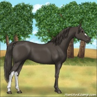 Horse Color:Smoky Black 