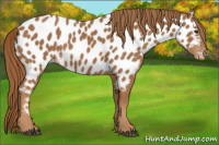 Horse Color:Chestnut Appaloosa 