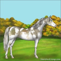 Horse Color:White Spotted Chocolate Palomino Mushroom Splash 