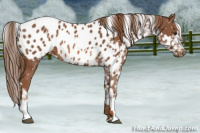 Horse Color:Chestnut Appaloosa and Chestnut Appaloosa