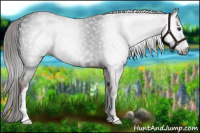 Horse Color:Gray White Spotted Liver Red Roan