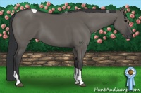 Horse Color:Grullo Tobiano 