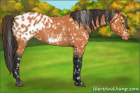 Horse Color:Bay Appaloosa  and Bay Appaloosa 
