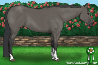 Horse Color:Grullo Tobiano 