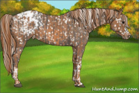 Horse Color:Silver Black Appaloosa  and Chestnut Appaloosa 