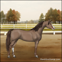 Horse Color:Liver Red Dun Splash 