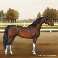 Horse Color:Bay Tobiano 