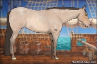 Horse Color:Amber Champagne Roan Rabicano 