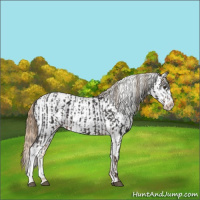 Horse Color:Liver Chestnut Mushroom Appaloosa  and White Spotted Chestnut Appaloosa 
