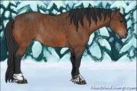 Horse Color:Bay Rabicano  and Bay Rabicano 