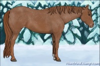 Horse Color:Chestnut Appaloosa 