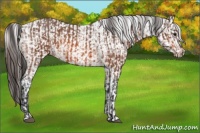 Horse Color:Bay Appaloosa  and Bay Appaloosa 