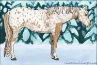 Horse Color:Chestnut Appaloosa  and Chestnut Appaloosa 