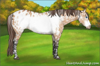 Horse Color:Bay Dun Frame Appaloosa  and Bay Dun Frame Appaloosa 