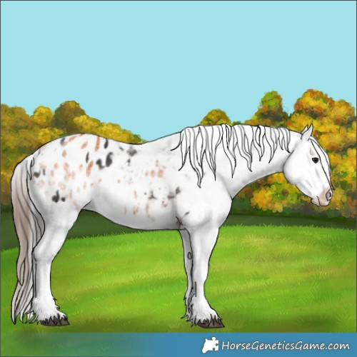 Horse Color:Brown Appaloosa  and White Spotted Bay Appaloosa 
