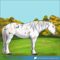 Horse Color:Brown Appaloosa and White Spotted Bay Appaloosa