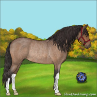 Horse Color:Buckskin Roan Rabicano 