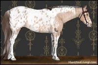 Horse Color:Amber Champagne Sabino Tobiano Appaloosa and Amber Champagne Sabino Tobiano Appaloosa