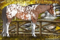 Horse Color:Bay Splash Tobiano Near Leopard  and Bay Splash Tobiano Near Leopard 