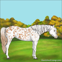 Horse Color:Chestnut Appaloosa  and Chestnut Splash Appaloosa 