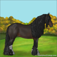 Horse Color:Gray Bay 