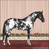 Horse Color:White Spotted Smoky Black