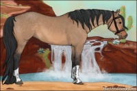 Horse Color:Bay Dun and Bay Dun