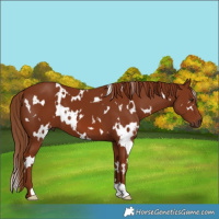 Horse Color:White Spotted Chestnut