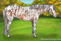 Horse Color:Bay Appaloosa  and Bay Splash Appaloosa 