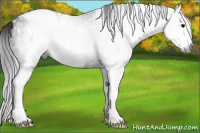 Horse Color:Gray White Spotted Brown Splash Appaloosa