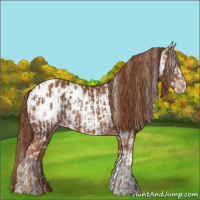 Horse Color:Chestnut Appaloosa  and Chestnut Frame Appaloosa 