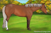 Horse Color:Silver Bay 