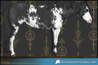 Horse Color:Black Sabino 