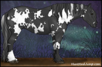 Horse Color:White Spotted Black 