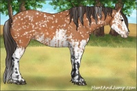 Horse Color:Bay Snowflake Varnish and Bay Splash Snowflake Varnish