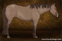 Horse Color:Liver Red Dun 