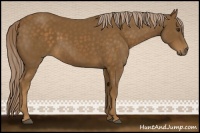 Horse Color:Chocolate Palomino 