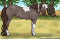 Horse Color:Liver Red Roan Tobiano 