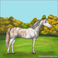 Horse Color:Chestnut Appaloosa  and Chestnut Appaloosa 