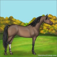 Horse Color:Brown Dun 