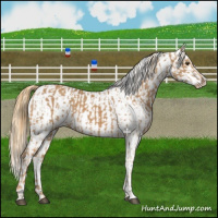Horse Color:Chestnut Appaloosa  and Chestnut Appaloosa 